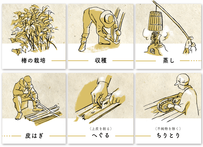 イラスト図解：楮の栽培→収穫→蒸し→皮はぎ→へぐる（上皮を削る）→ちりとり（不純物を除く）
