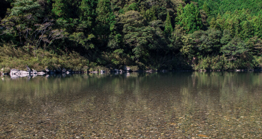 写真：仁淀川の浅瀬。川の水は透き通り、豊かな山の木々の緑が映り込んでいる